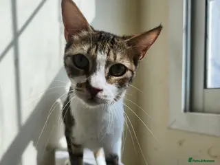 Arabian Mau cats Rosie girl - Advert 14