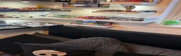 Tortoise reptiles for sale: Female Russian tortoise - Advert 11
