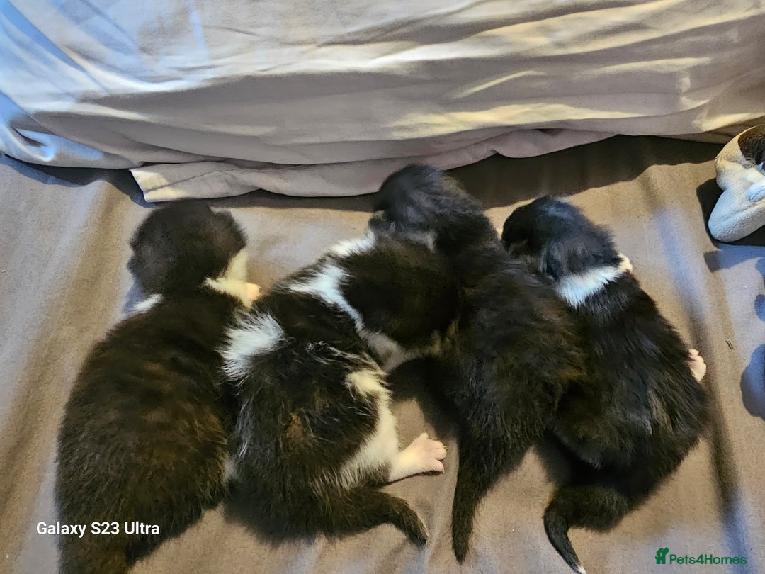 Mixed Breed cats for sale: 4 Beautiful Kittens **2 Black & White Boys Left** - Image 16