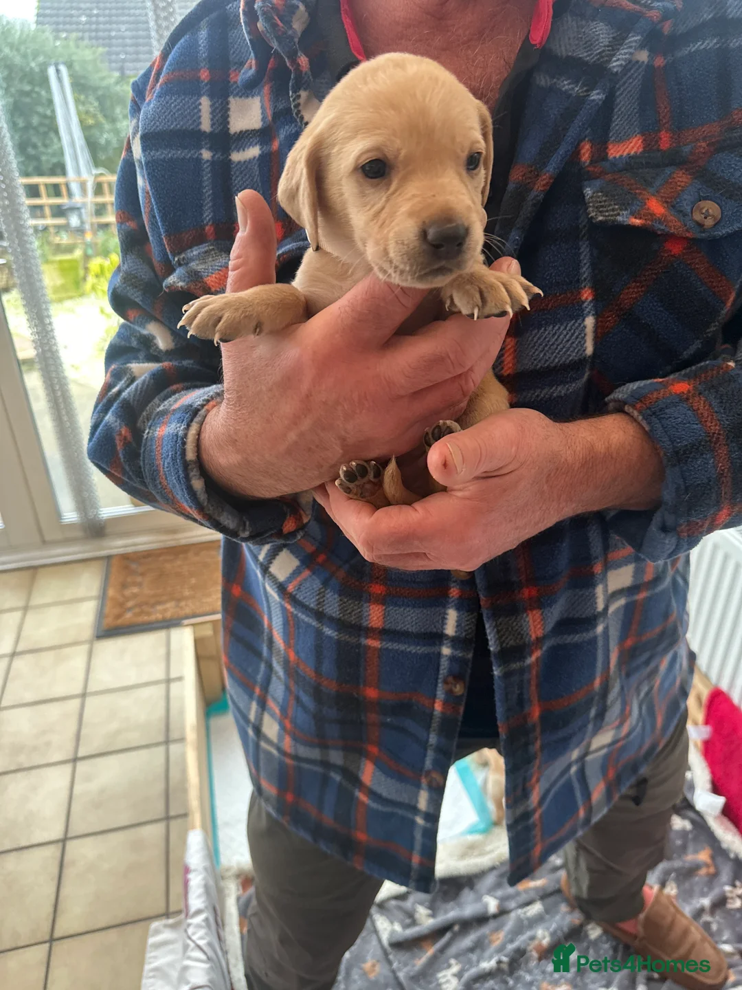 Mixed Breed dogs for sale: Vizslador puppys - Advert 7