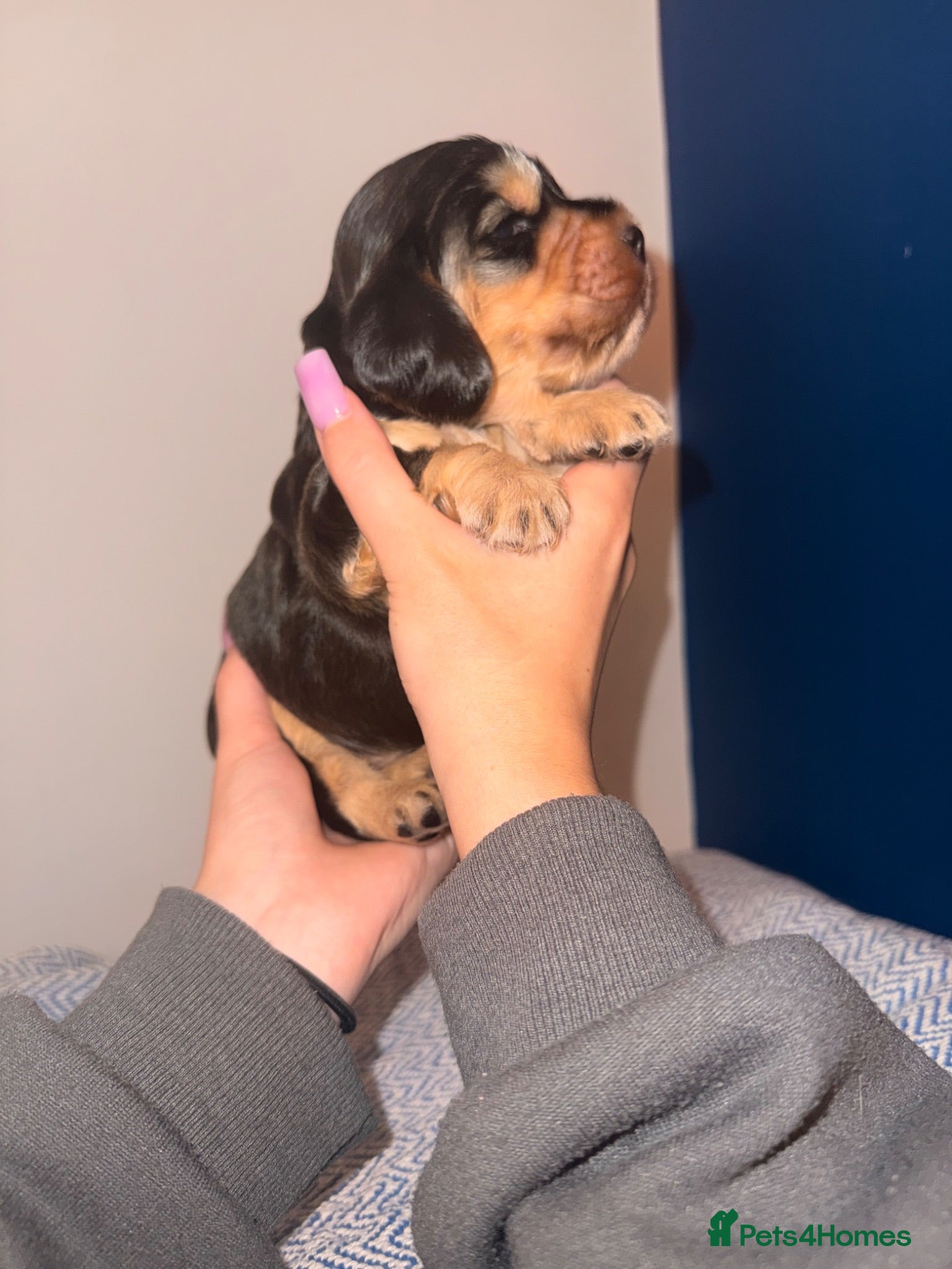 Cocker Spaniel dogs Outstanding KC registered Cocker Spaniel Puppies  - Advert 1
