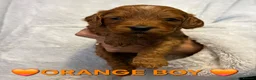 Cockapoo dogs for sale: 🌟F1 miniature health tested cockapoos🌟 - Advert 5