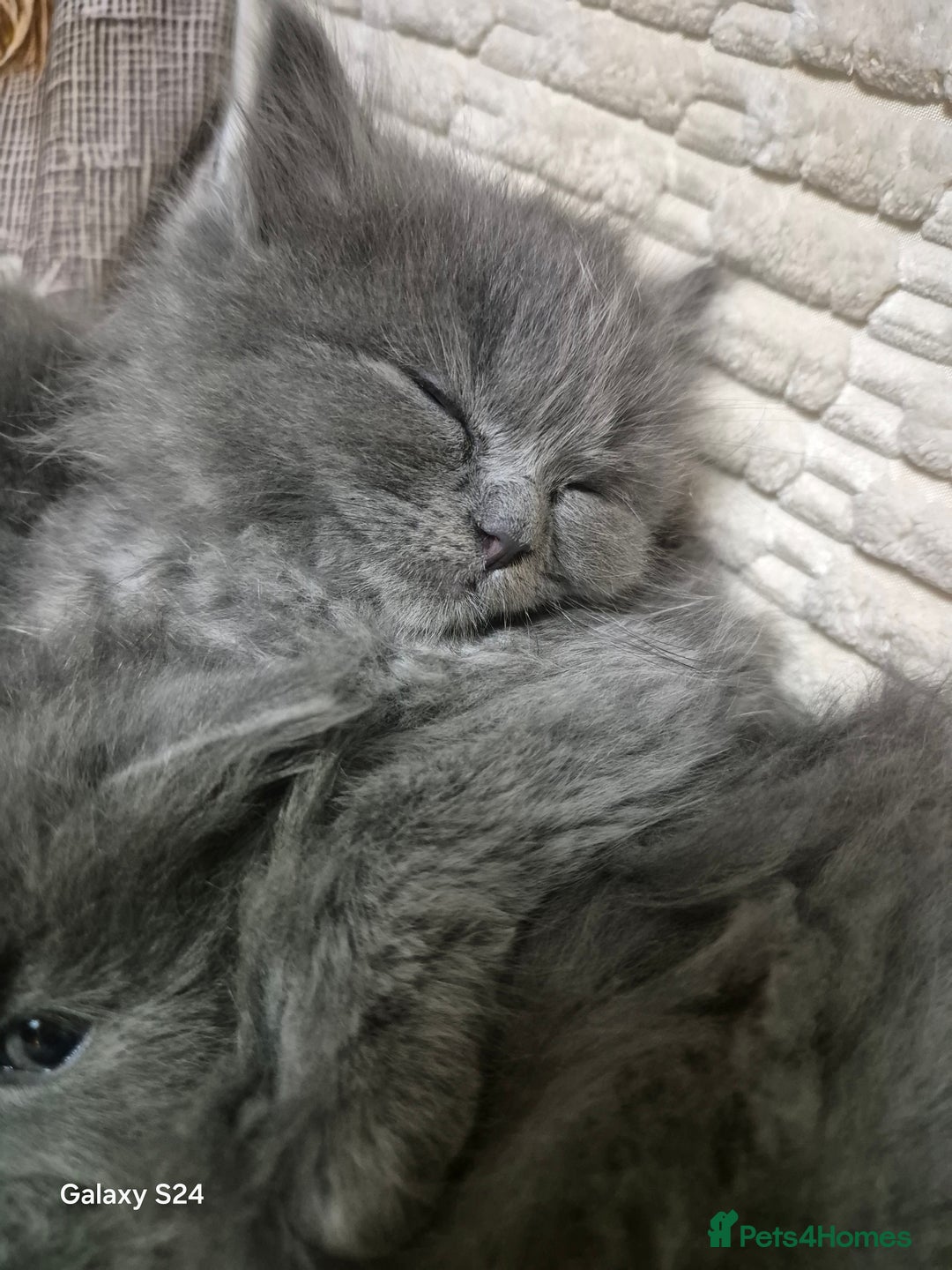 Ragdoll cats for sale: Ragdoll kittens  - Image 15