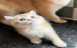 British Shorthair cats for sale: GCCF reg British Shorthair Chocolate Gold Kittens  in London - Image 21