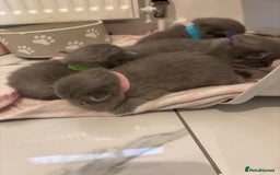 British Shorthair cats for sale: Short British hair kittens cross Scottish fold. - Image 1