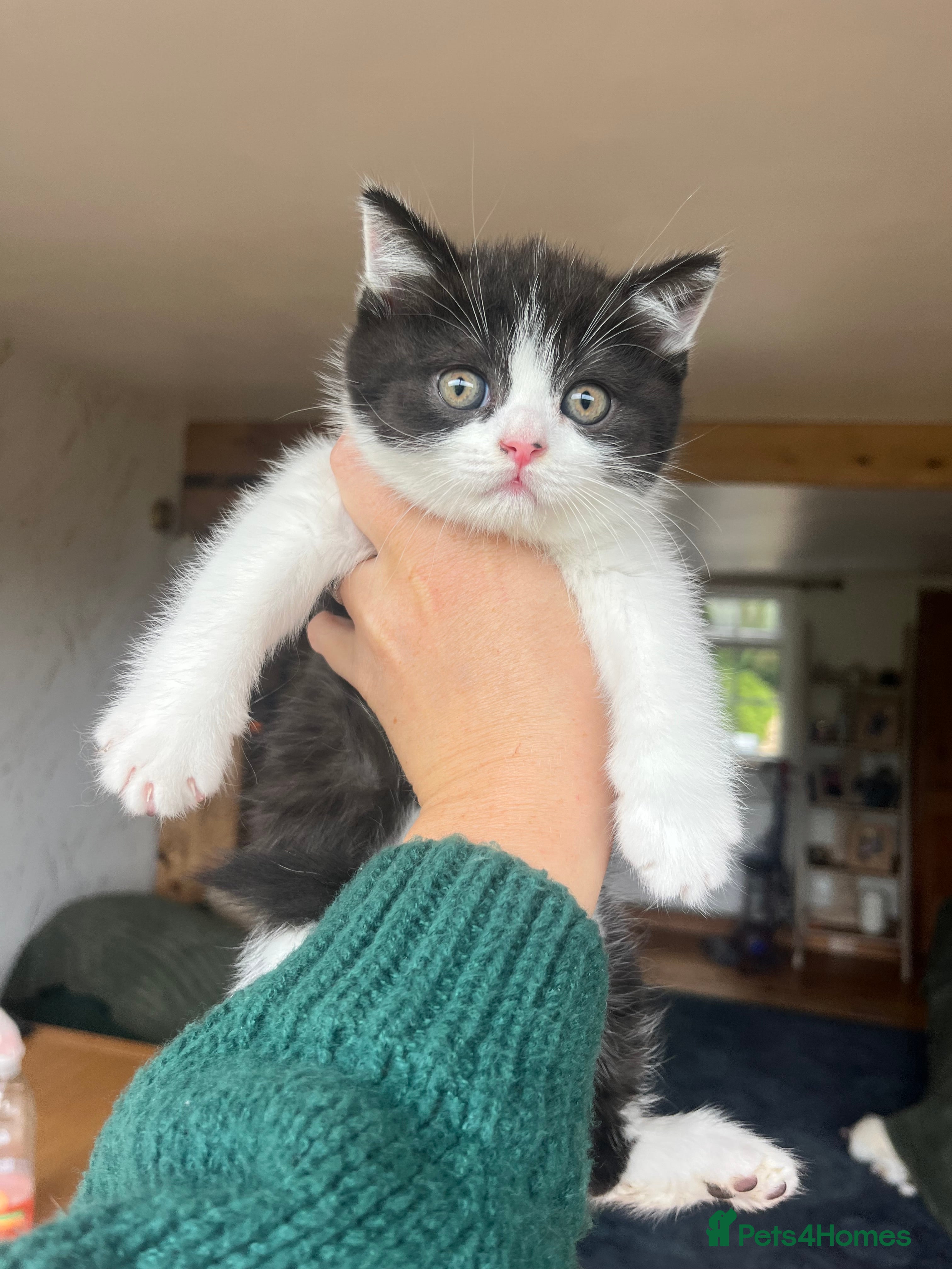 British Shorthair cats British short hair kittens - READY TO LEAVE - Advert 2