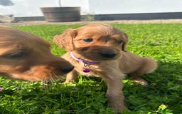 Mixed Breed dogs for sale: Beautiful litter of Golden Irish Puppies  - Image 7
