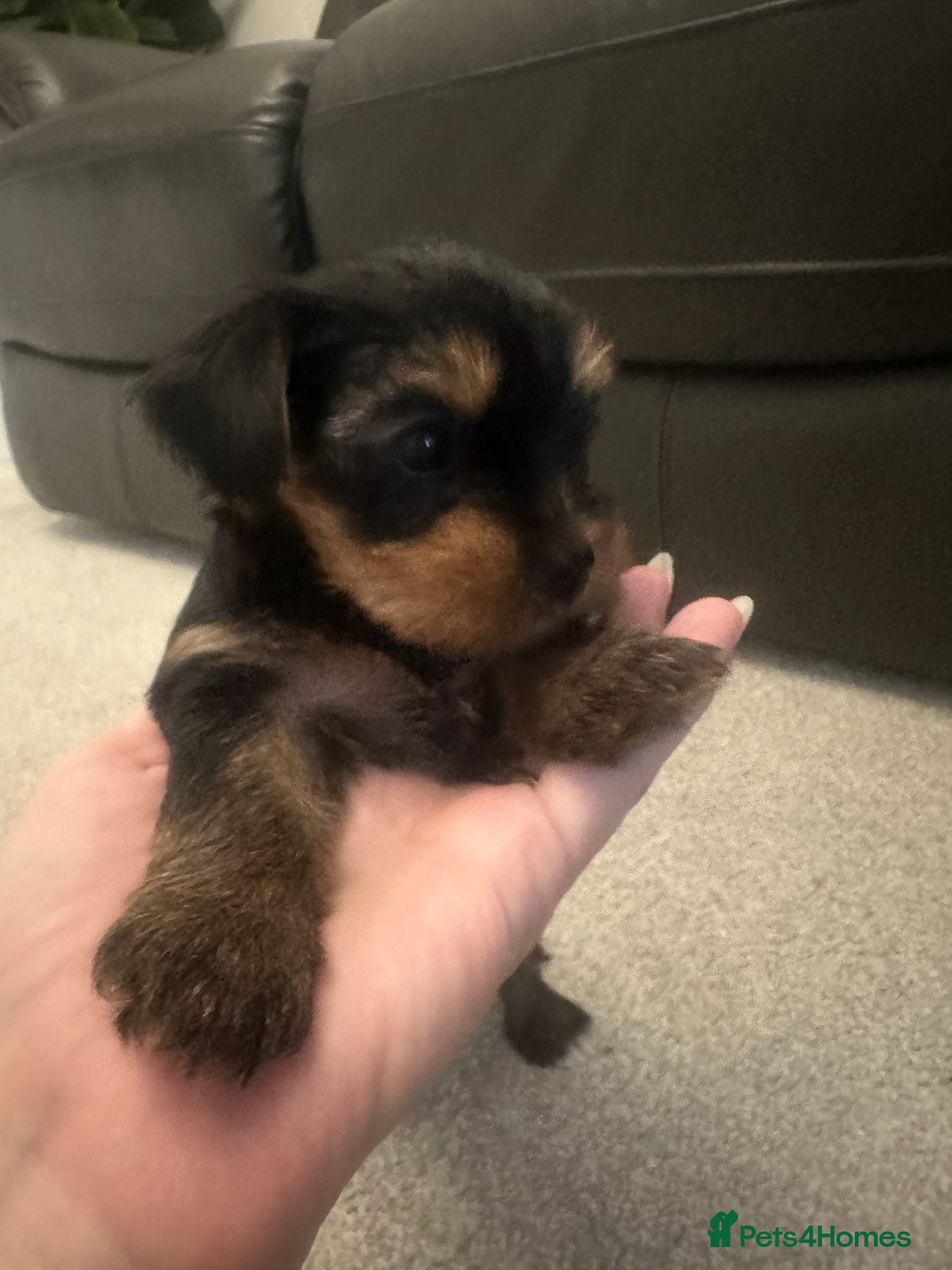 Yorkshire Terrier dogs 3 beautiful Yorkshire girl's  - Advert 4