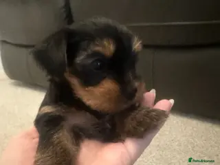 Yorkshire Terrier dogs 3 beautiful Yorkshire girl's - Advert 1