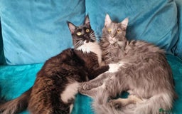 Maine Coon cats for sale: 2 beautiful (certified pure-bred) maine coons - Image 6