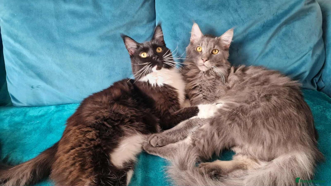 Maine Coon cats for sale: 2 beautiful (certified pure-bred) maine coons - Image 6