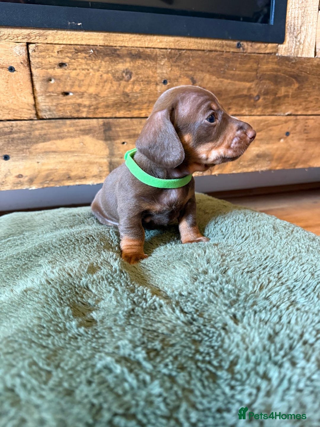 Miniature Dachshund dogs for sale: 3 miniature dachshund boys left for sale - Image 2