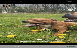 Staffordshire Bull Terrier dogs for sale: 2 red/2 red fawn puppies - Image 13