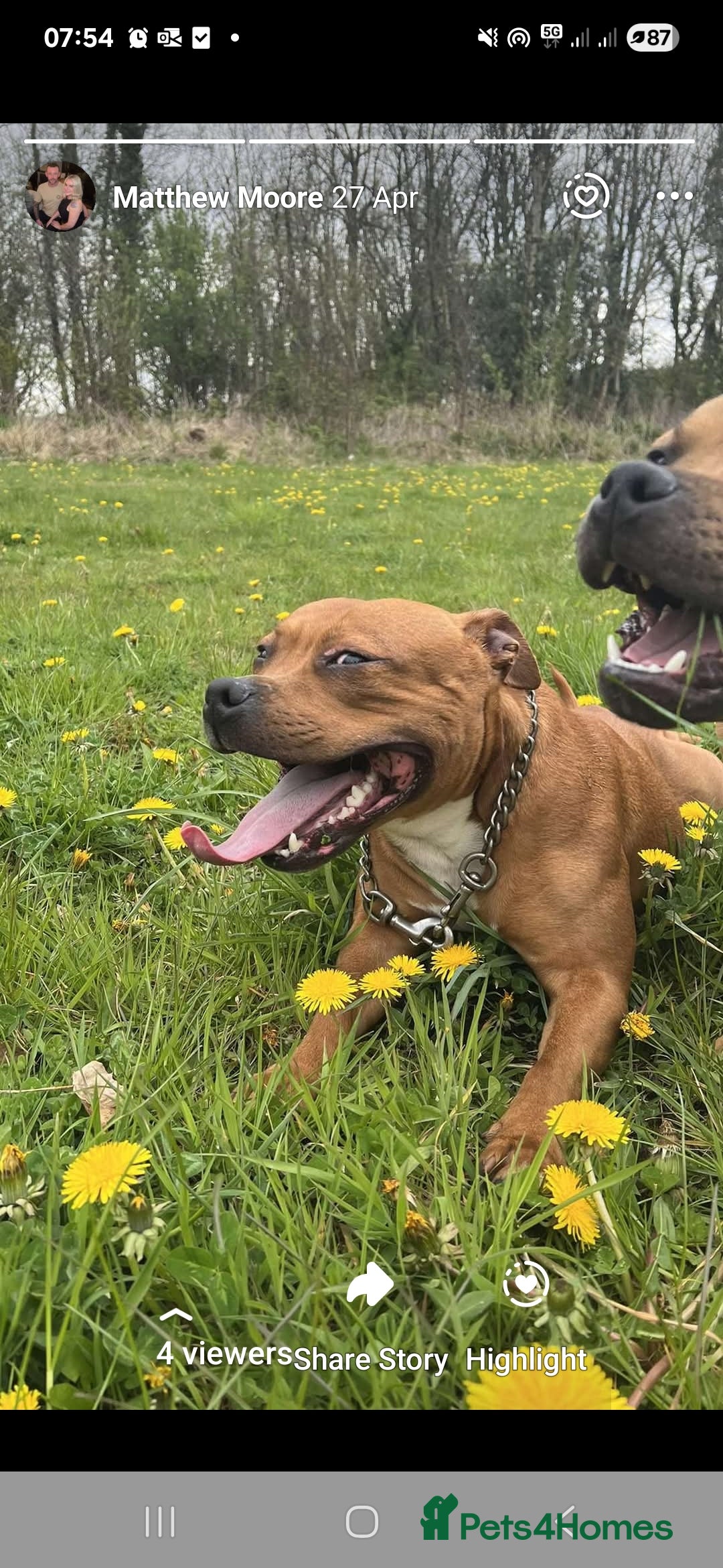 Staffordshire Bull Terrier dogs for sale: 2 red/2 red fawn puppies - Image 13