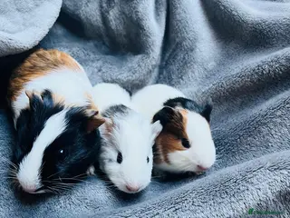 Guinea Pig rodents 8 wonderful guinea pig very friendly - Advert 2