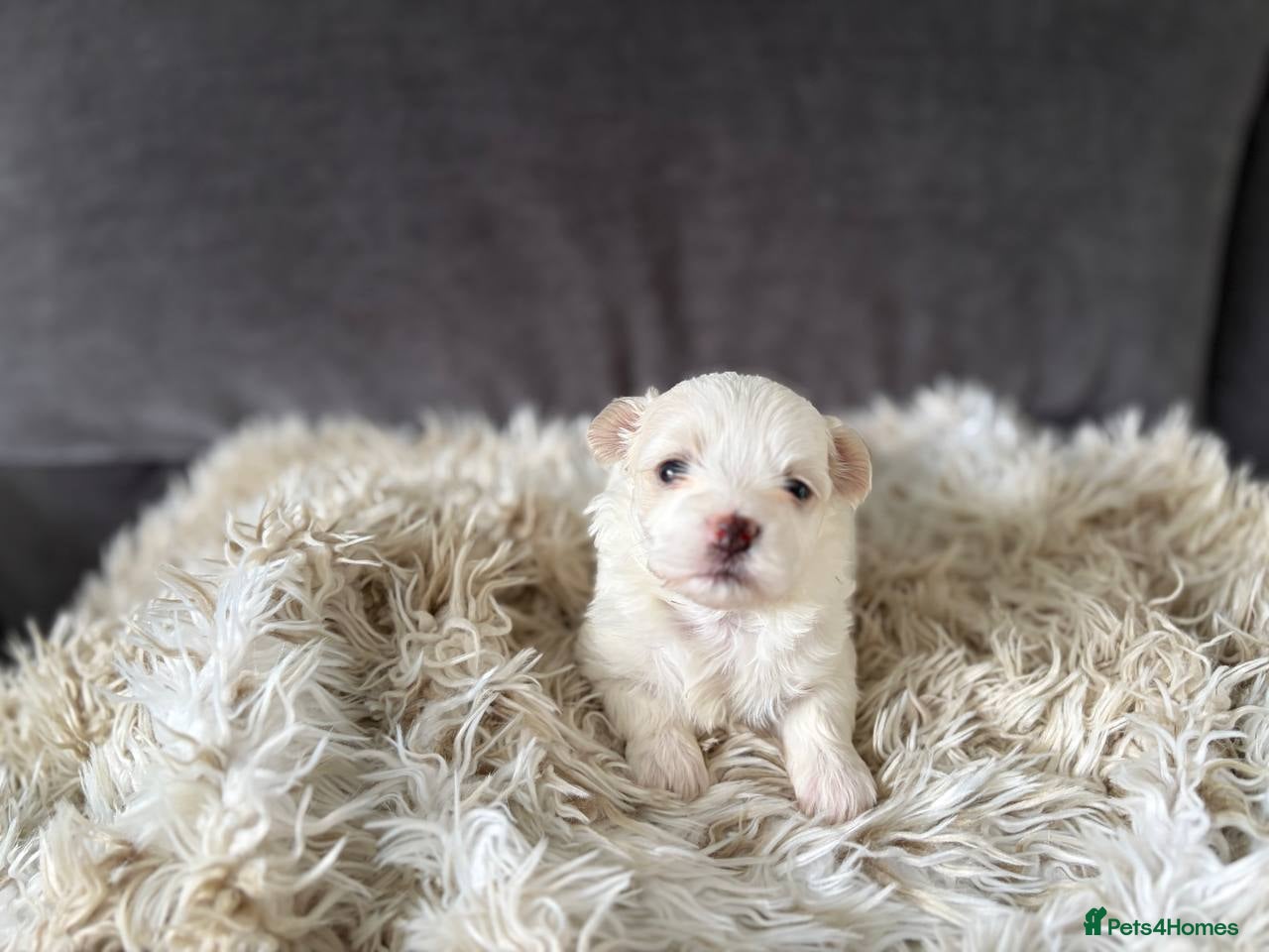 Mixed Breed dogs Beautiful Maltese Puppies  - Advert 2