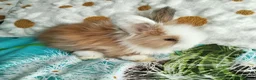 Angora rabbits for sale: English Full Face Angora Bunnies - Advert 6