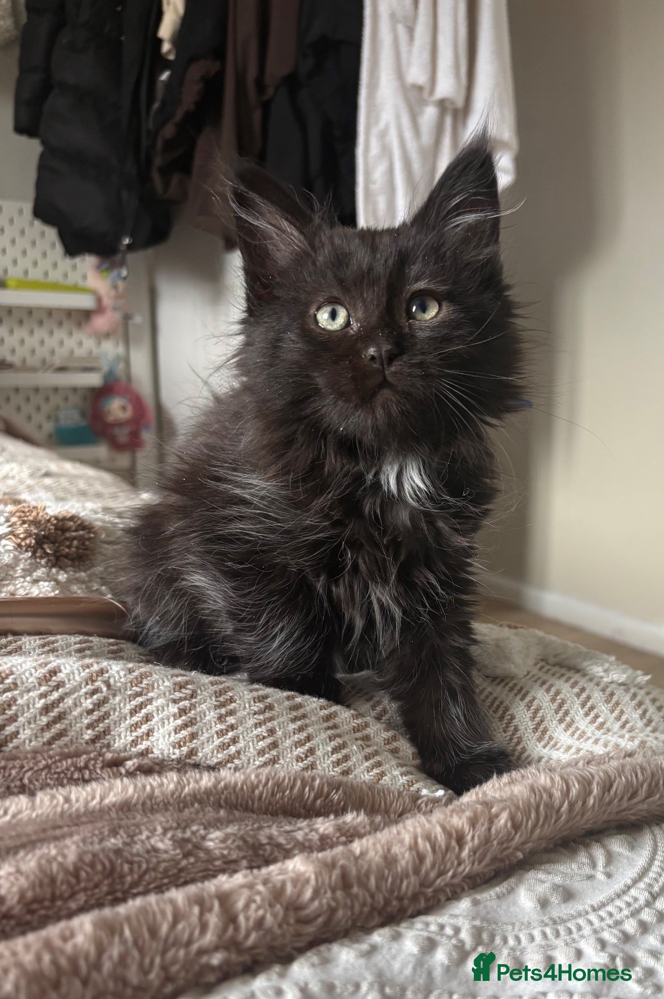 Maine Coon cats MAINE COON KITTENS. Some polydactyl.  - Advert 1