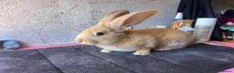 Continental Giant rabbits for sale: Pure continental giants  - Advert 5