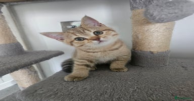 British Shorthair cats - Advert 6