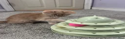 Maine Coon cats for sale: Beautiful and playful half Maine coon kittens  - Advert 9