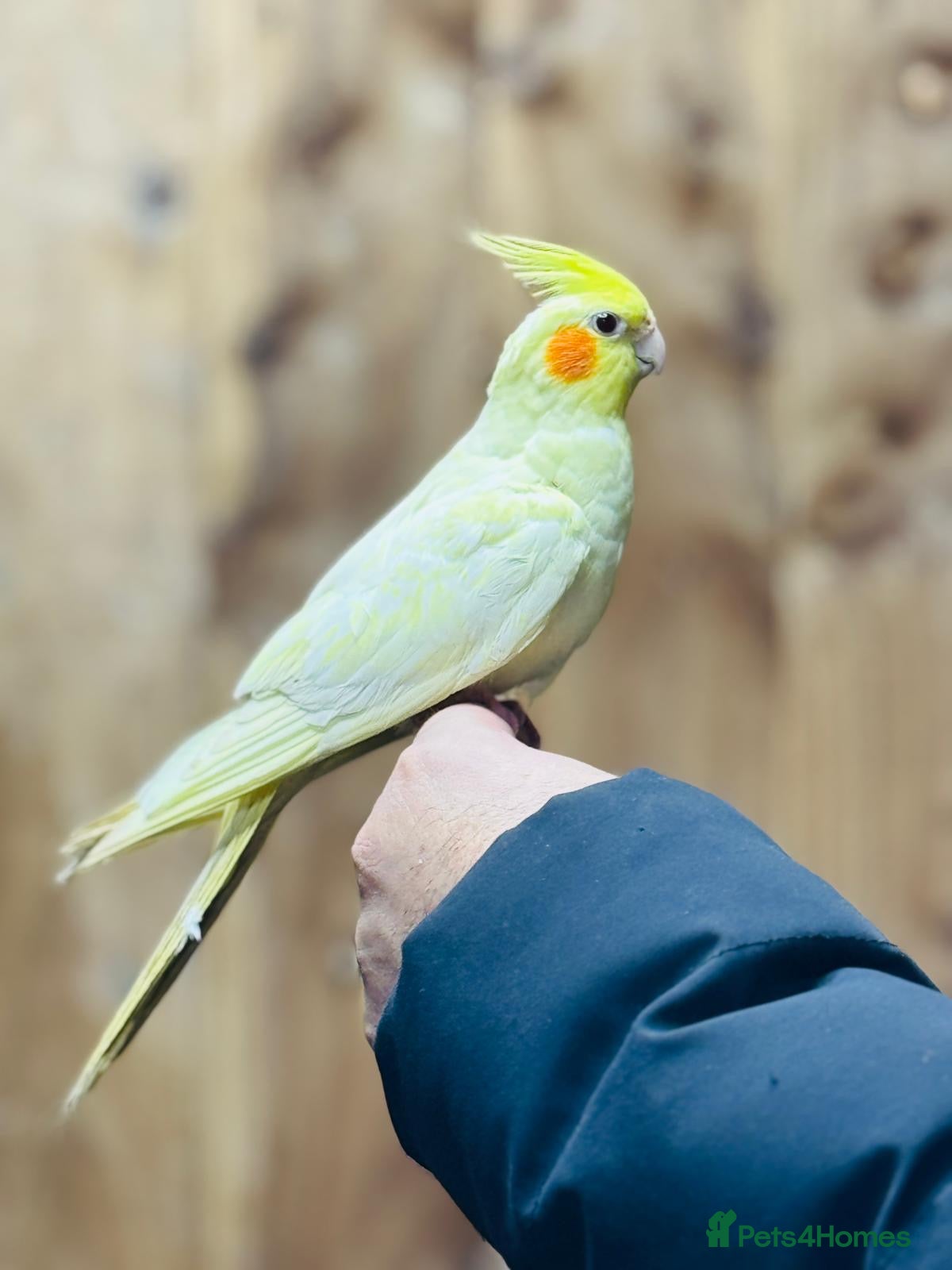 Cockatiels birds Cocktails - Advert 3