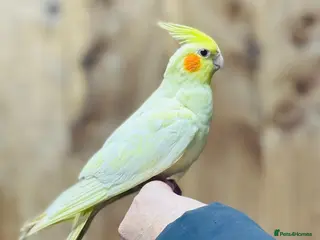 Cockatiels birds Cocktails - Advert 9