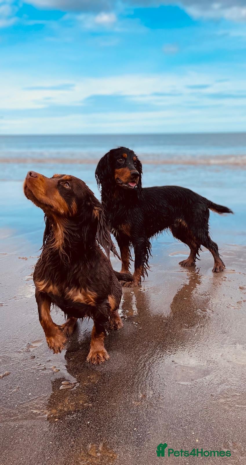 Cocker Spaniel dogs Champion Bred Litter of Working Cocker Spaniels  - Advert 2