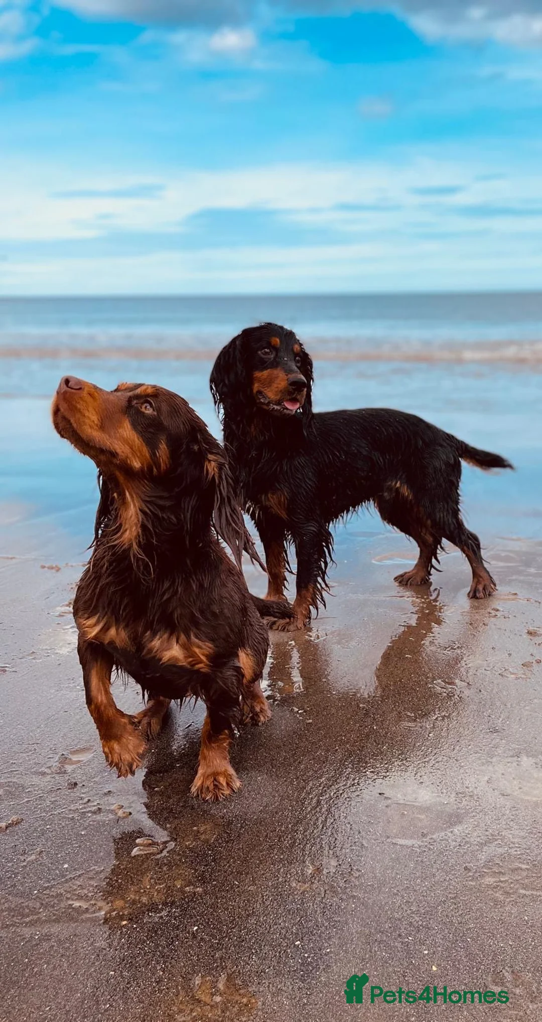 Cocker Spaniel dogs for sale: Champion Bred Litter of Working Cocker Spaniels  - Advert 2