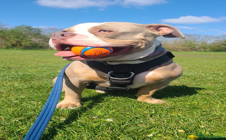 American Bully dogs - Advert 3