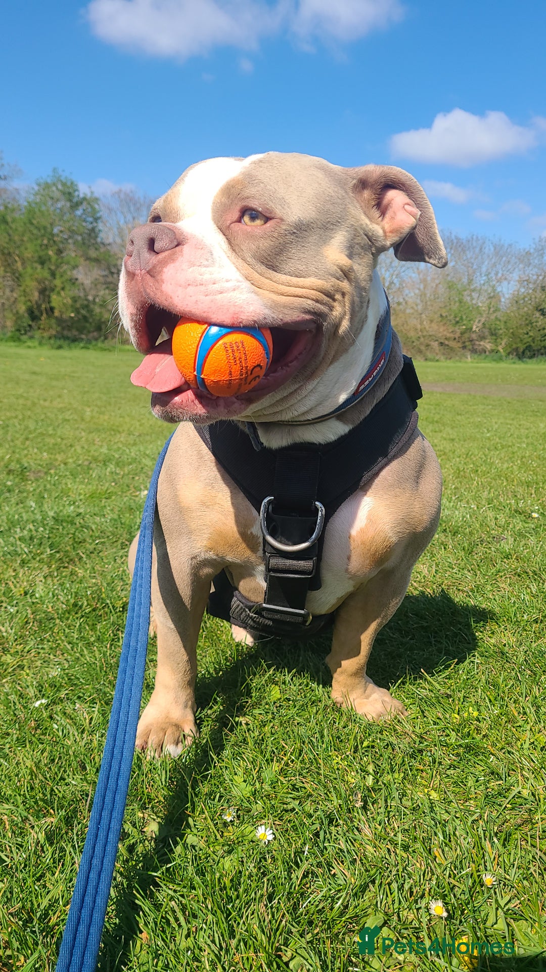 American Bully dogs for sale: Rehome my American Pocket Bully :( - Image 1