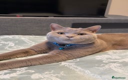 British Shorthair cats for sale: Beautiful 1-Year-Old British Shorthair Cat - Image 2