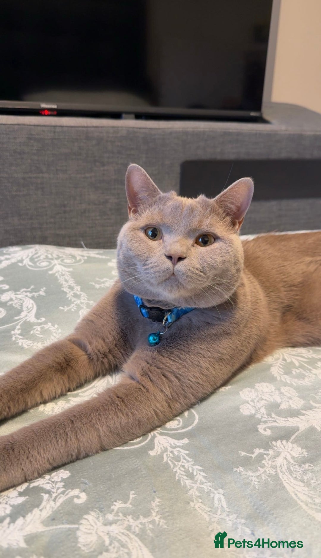 British Shorthair cats for sale: Beautiful 1-Year-Old British Shorthair Cat - Image 2