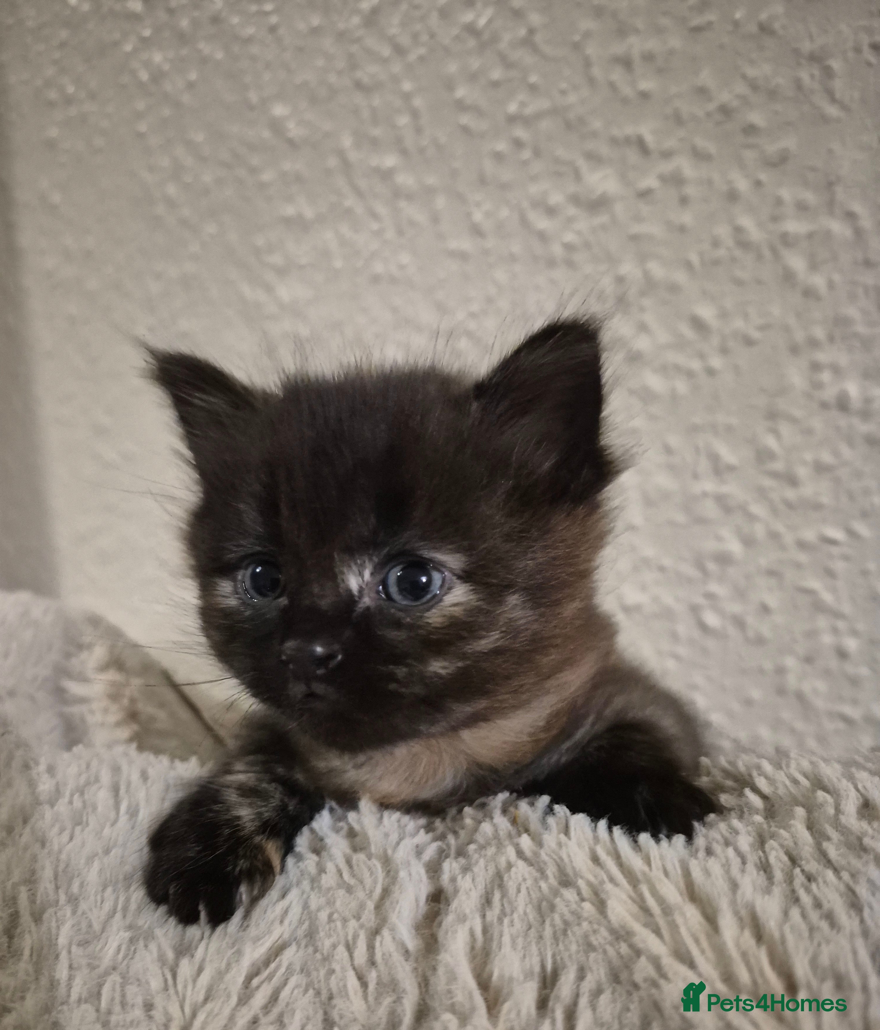 Mixed Breed cats 2 beautiful tortoiseshell kittens - Advert 11