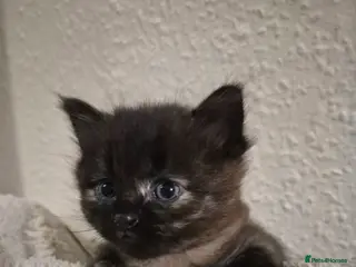 Mixed Breed cats 2 beautiful tortoiseshell kittens - Advert 11