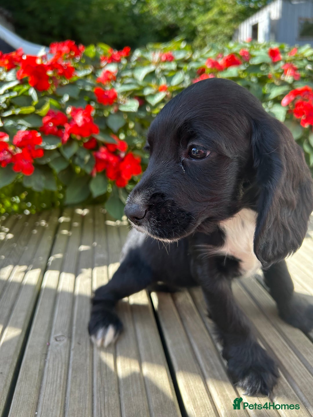 Cocker Spaniel dogs for sale: Cocker spaniel puppies - Image 20