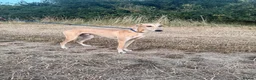 Lurcher dogs for stud: Lurcher for stud - Advert 3