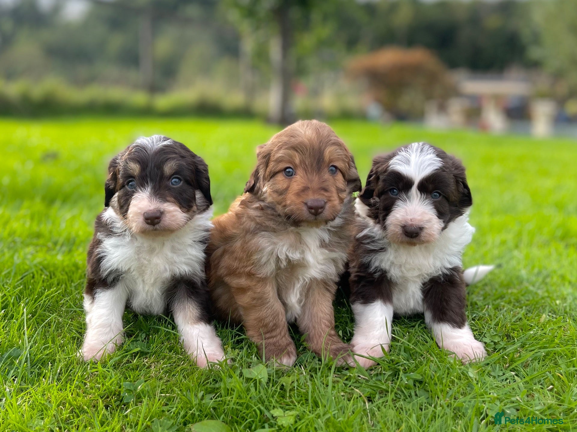 Bordoodle dogs OUTSTANDING *SABLE / TRI* BORDOODLES - Advert 1
