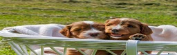 Australian Labradoodle dogs for sale: Stunning Red Aussie Doodle Multigen Puppies - Advert 15