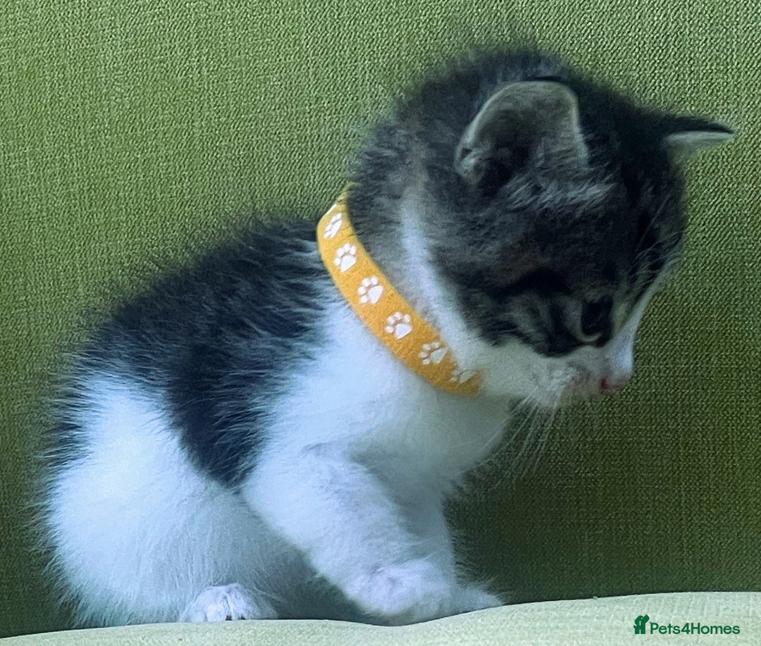 Mixed Breed cats for sale: CLEMMIE’S CUTIES  - Image 15