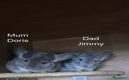 Chinchilla rodents for sale: Beautiful violet boys  - Image 5