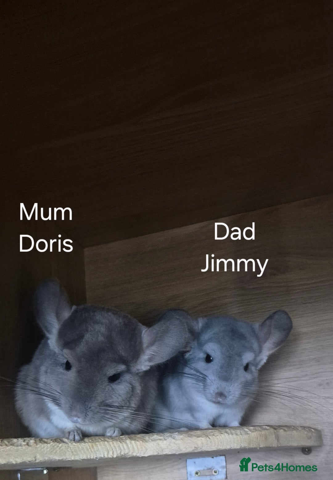 Chinchilla rodents for sale: Beautiful violet boys  - Image 5