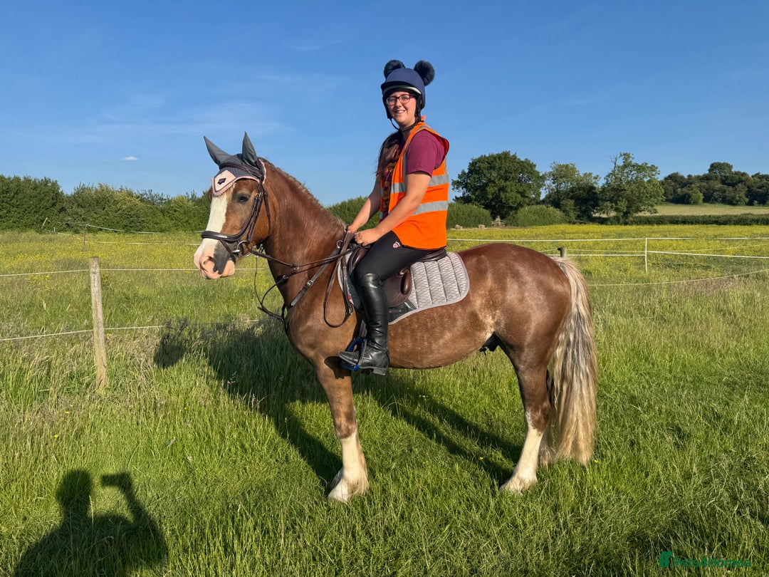Welsh Section D horses for sale: 🌟 Gorgeous – Quality Welsh Section D – 14.2hh 🌟 - Image 5