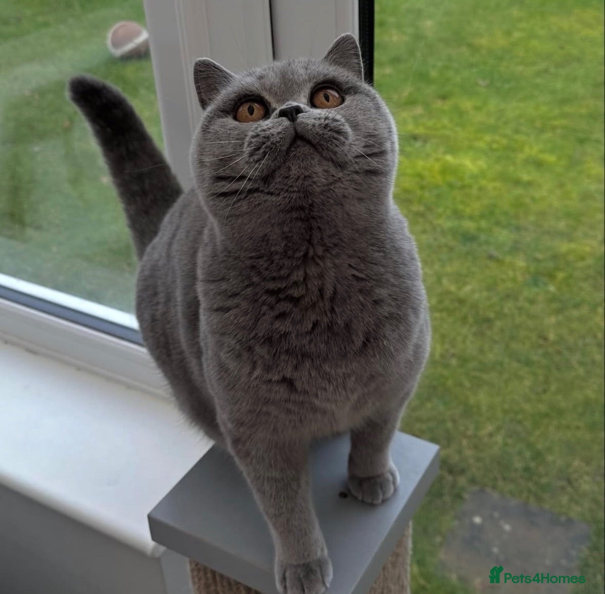 British Shorthair cats Pedigree British Blue Female Available next week   - Advert 2