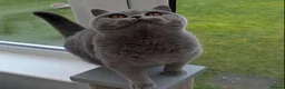 British Shorthair cats for sale: Pedigree British Blue Female Available next week   - Advert 2
