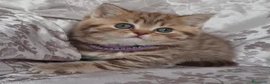 British Shorthair 2