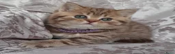 British Shorthair cats for sale: British kittens  - Advert 12