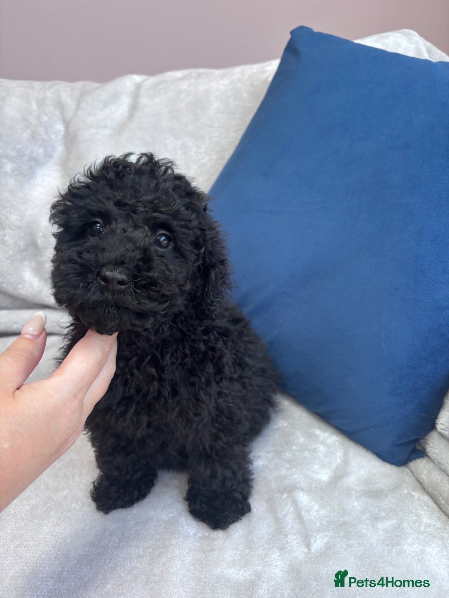 Toy Poodle dogs Toy poodle puppies  - Advert 1