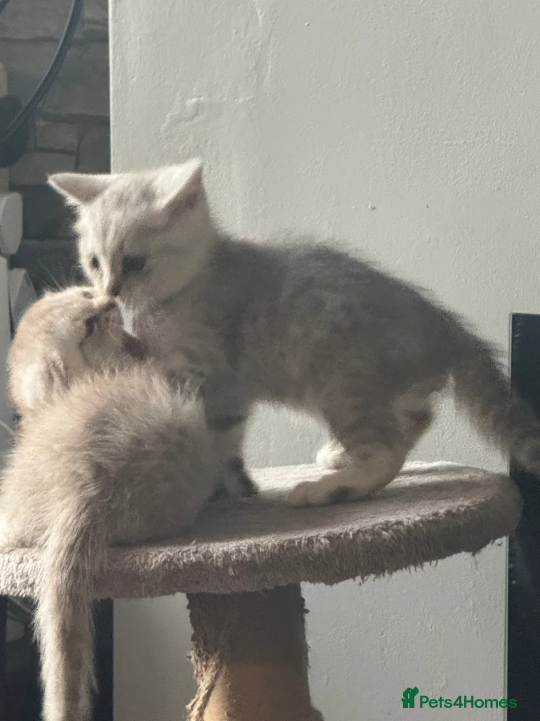 Scottish Fold cats for sale: 🐾 3 gorgeous Scottish folds🐾 - Advert 12