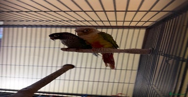 Parakeets birds - Advert 2